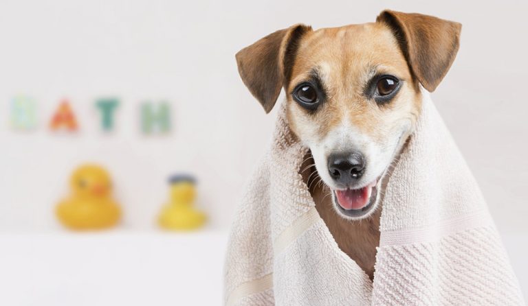 dog_shower_509611965-1080×627
