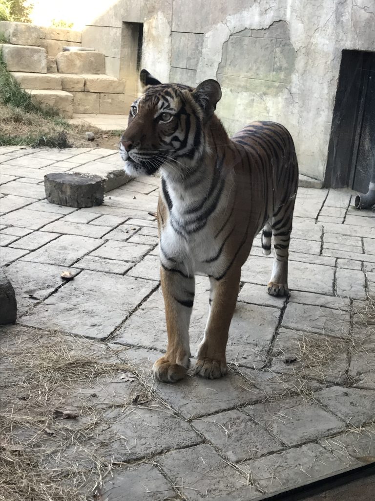 tiger
